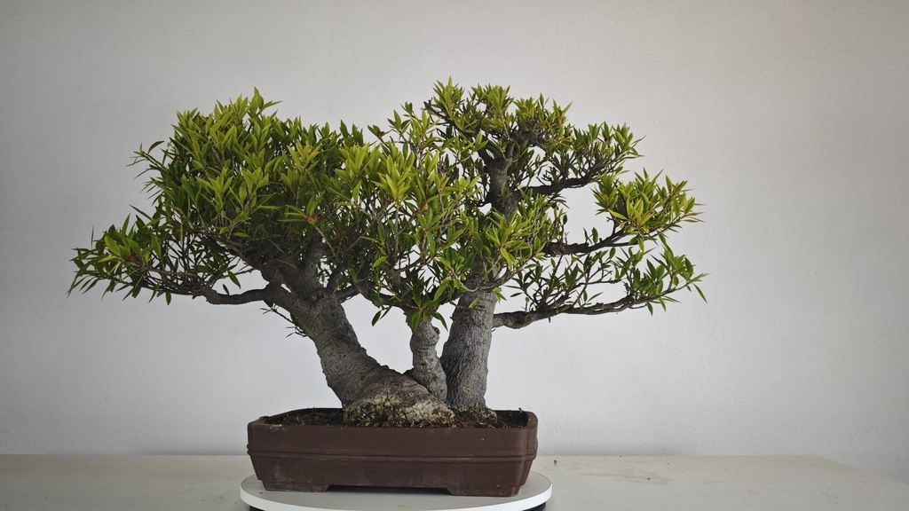 NE 1. Ficus nerifolia 800 con envio gratis peninsula.