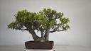 NE 1. Ficus nerifolia 800 con envio gratis peninsula.