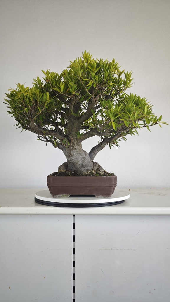 NE 1. Ficus nerifolia 800 con envio gratis peninsula.