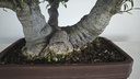 NE 1. Ficus nerifolia 800 con envio gratis peninsula.