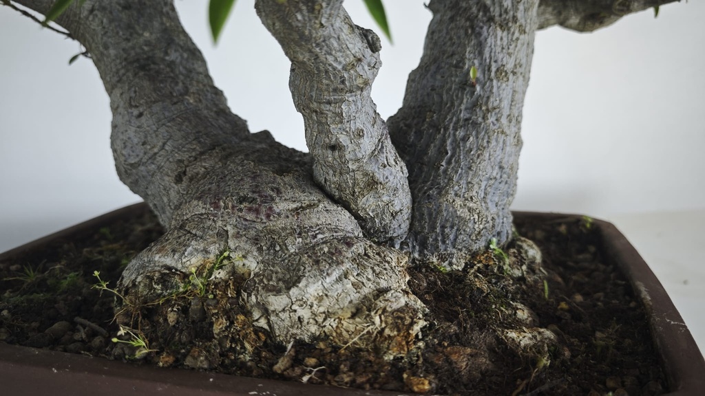 NE 1. Ficus nerifolia 800 con envio gratis peninsula.