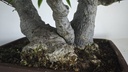 NE 1. Ficus nerifolia 800 con envio gratis peninsula.