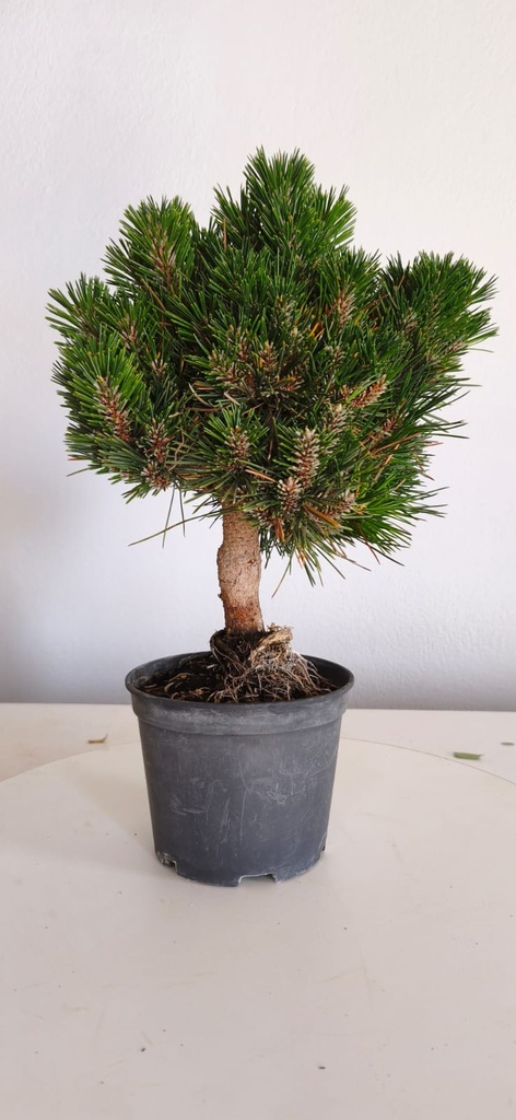 *P 28 Pinus thubergii seniyumaru 100 euros con envio gratis peninsula.