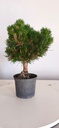 *P 28 Pinus thubergii seniyumaru 100 euros con envio gratis peninsula.