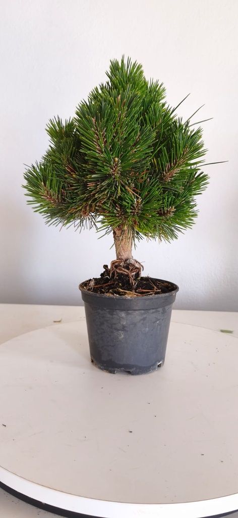 *P 26 Pinus thubergii seniyumaru 100 euros con envio gratis peninsula.