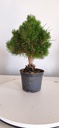*P 26 Pinus thubergii seniyumaru 100 euros con envio gratis peninsula.