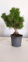 *P 26 Pinus thubergii seniyumaru 100 euros con envio gratis peninsula.