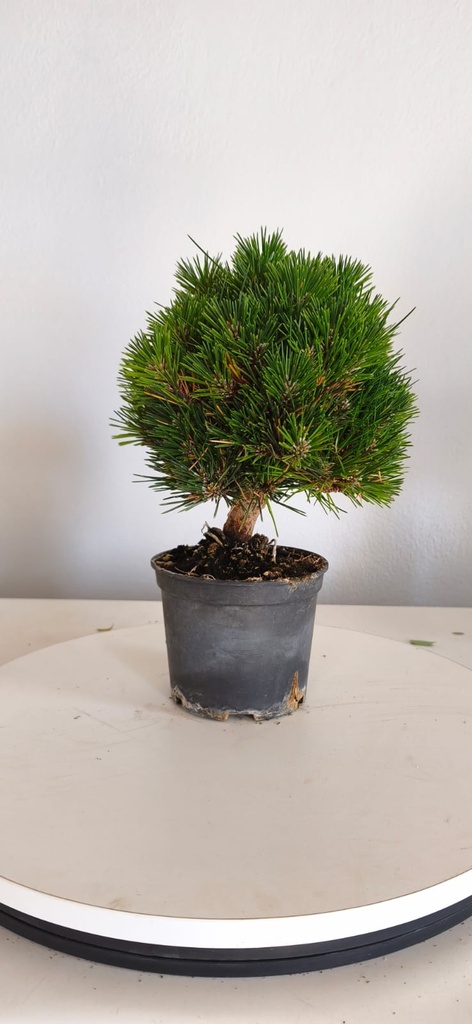 *P 27 Pinus thubergii seniyumaru 100 euros con envio gratis peninsula.