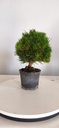 *P 27 Pinus thubergii seniyumaru 100 euros con envio gratis peninsula.