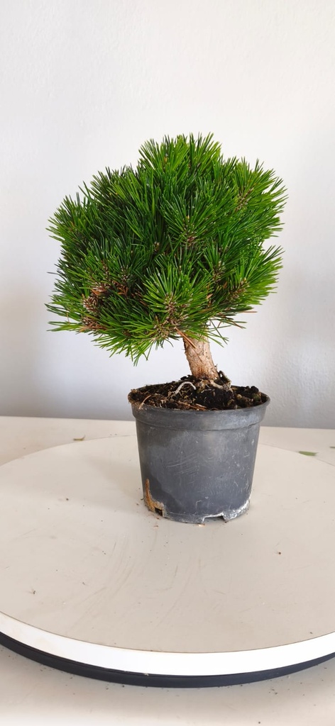 *P 27 Pinus thubergii seniyumaru 100 euros con envio gratis peninsula.