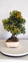 *PY 15. Pyracantha 100 euros con envio gratis peninsula.