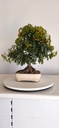 *PY 15. Pyracantha 100 euros con envio gratis peninsula.