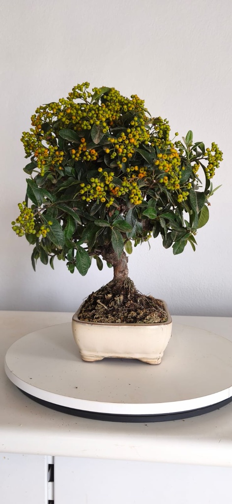 *PY 15. Pyracantha 100 euros con envio gratis peninsula.