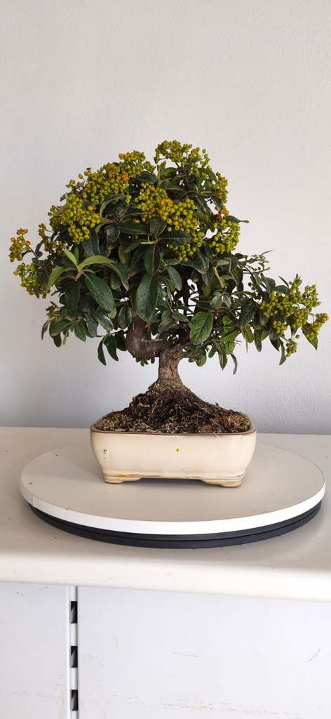 *PY 15. Pyracantha 100 euros con envio gratis peninsula.