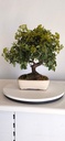 *PY 17. Pyracantha 100 euros con envio gratis peninsula.