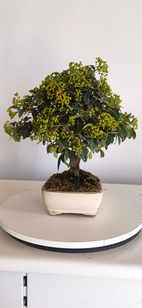 *PY 12. Pyracantha 200 euros con envio gratis peninsula.