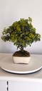 *PY 12. Pyracantha 200 euros con envio gratis peninsula.