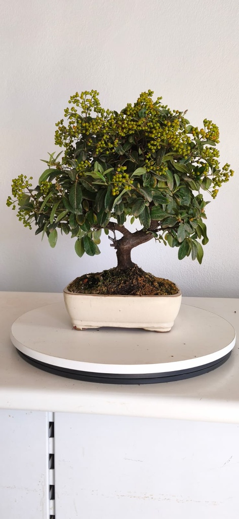 *PY 12. Pyracantha 200 euros con envio gratis peninsula.