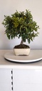 *PY 14. Pyracantha 100 euros con envio gratis peninsula.