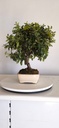 *PY 16. Pyracantha 100 euros con envio gratis peninsula.