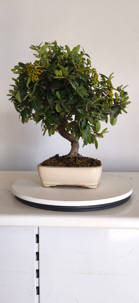 *PY 16. Pyracantha 100 euros con envio gratis peninsula.