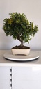 *PY 16. Pyracantha 100 euros con envio gratis peninsula.