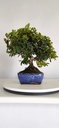 *PY 13. Pyracantha 100 euros con envio gratis peninsula.