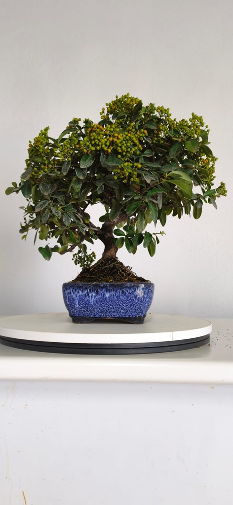 *PY 13. Pyracantha 100 euros con envio gratis peninsula.