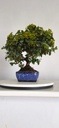 *PY 13. Pyracantha 100 euros con envio gratis peninsula.