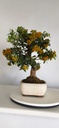 *PY 11. Pyracantha 250 euros con envio gratis peninsula.
