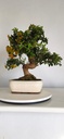 *PY 11. Pyracantha 250 euros con envio gratis peninsula.