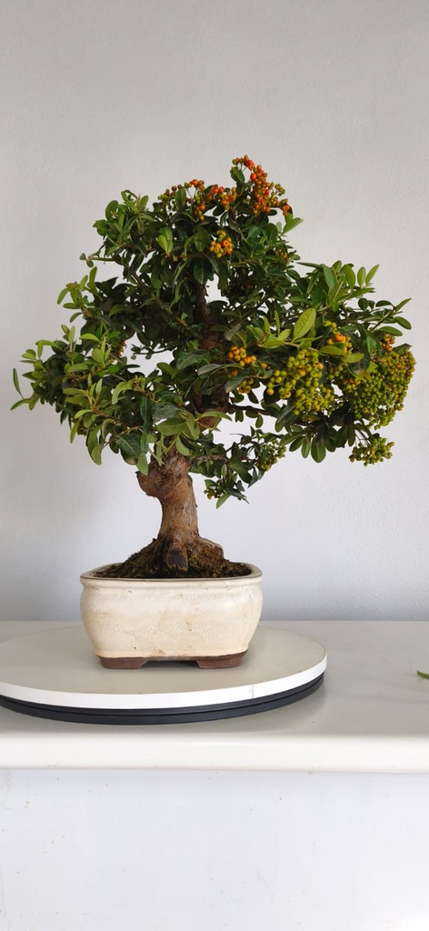 *PY 11. Pyracantha 250 euros con envio gratis peninsula.