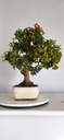 *PY 11. Pyracantha 250 euros con envio gratis peninsula.
