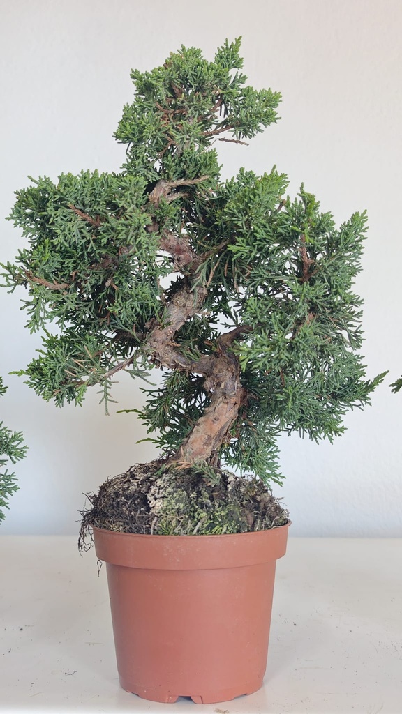 *J 19 Juniperus chinensis kishu 59 euros con envio aleatorio y gratis peninsula