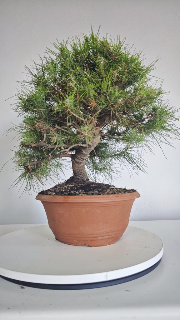 * Pinus halepensis 100 euros con envio gratis penisula.00