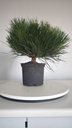 * P 3 Pinus thunbergii 100 euros con envio gratis peninsula.