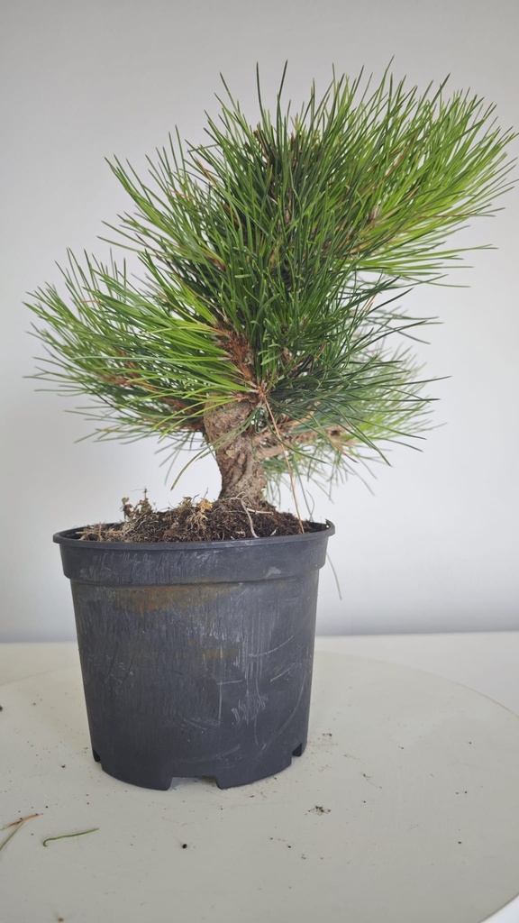 * P 8 Pinus thunbergii 100 euros con envio gratis peninsula.