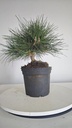 * P 11 Pinus thunbergii 70 euros con envio gratis peninsula.