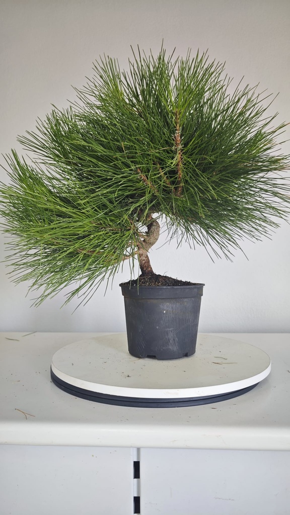 * P 13 Pinus thunbergii 70 euros con envio gratis peninsula.