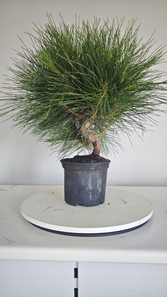 * P 13 Pinus thunbergii 70 euros con envio gratis peninsula.