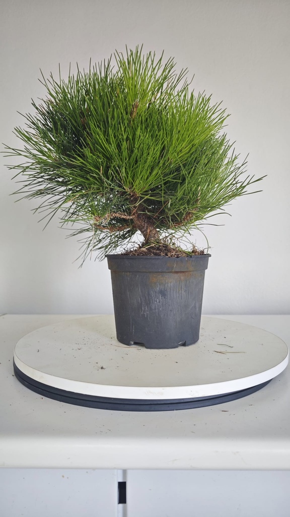 * P 14 Pinus thunbergii 70 euros con envio gratis peninsula.