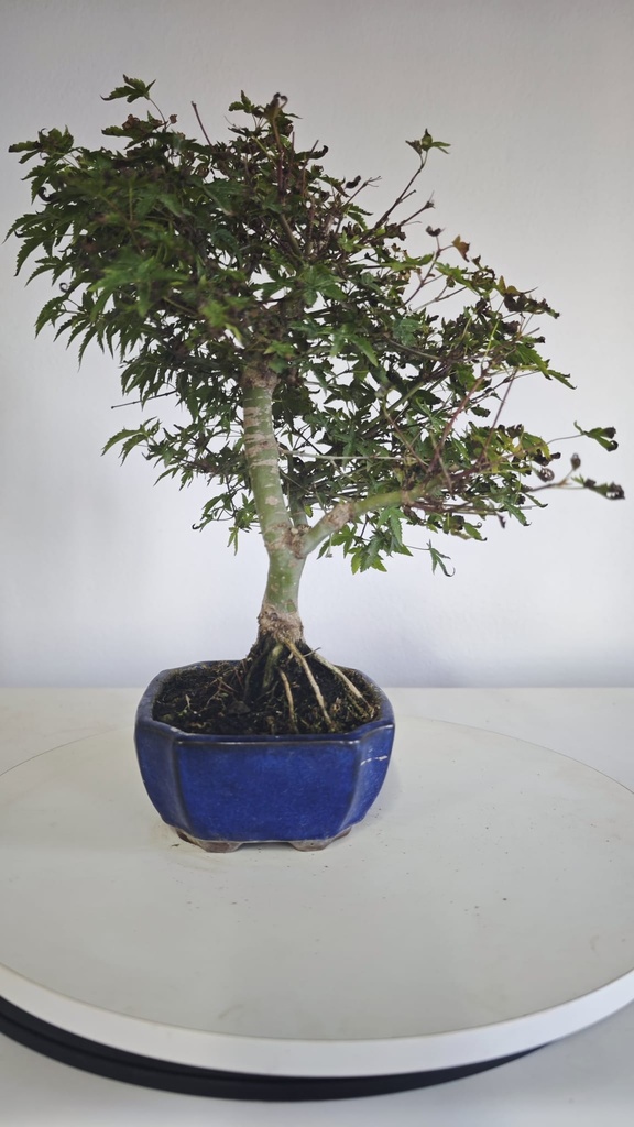 *D 29. Acer palmatum deshojo 150 euros con envio gratis peninsula.