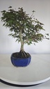 *D 29. Acer palmatum deshojo 150 euros con envio gratis peninsula.