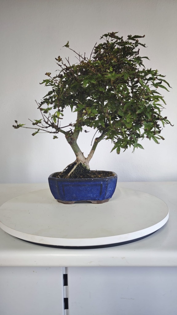 *D 29. Acer palmatum deshojo 150 euros con envio gratis peninsula.
