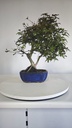 *D 29. Acer palmatum deshojo 150 euros con envio gratis peninsula.
