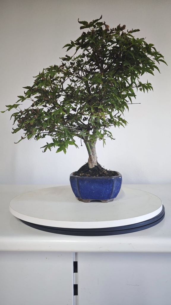 *D 29. Acer palmatum deshojo 150 euros con envio gratis peninsula.