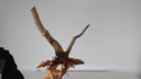 H 12. Ficus carica 150 euros con envio gratis peninsula.