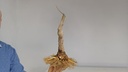 C 2. Celtis chinensis 280 euros con envio gratis peninsula.