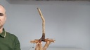 B 10. Acer buergerianum 120 euros con envio gratis peninsula.