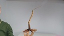 B 12. Acer buergerianum 120 euros con envio gratis peninsula.